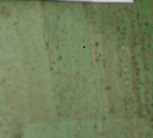 Ткань пробковая 50х70см Cork Surface Green(15,5%полиэстер + 29,5%хлопок + 55%полиуретан)238825